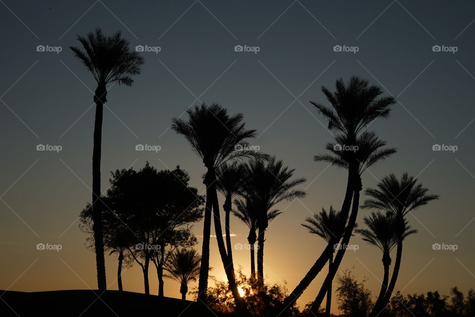 Palm Trees at Sunrise in Las Vegas Nevada 