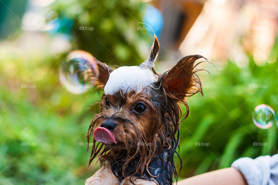 Cute yorkie taking a bath outside