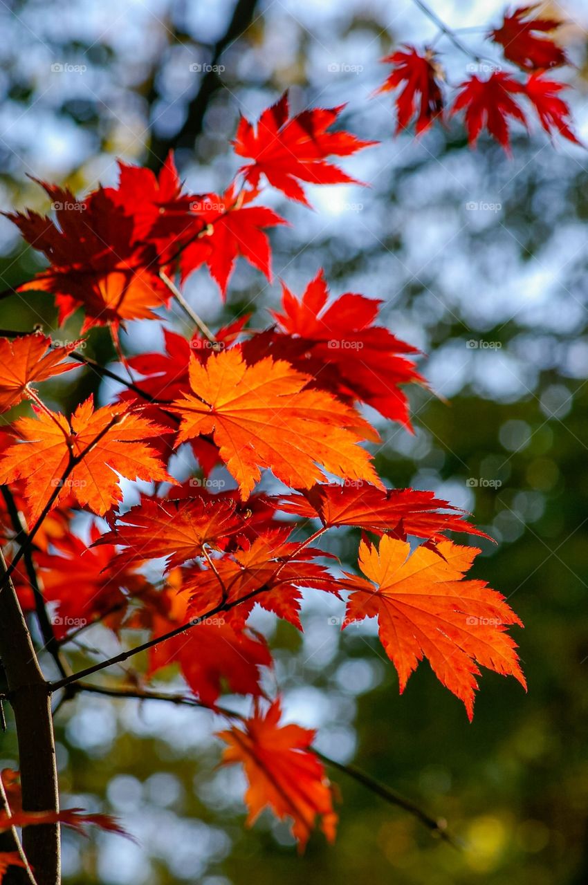 Beautiful red maple leaves