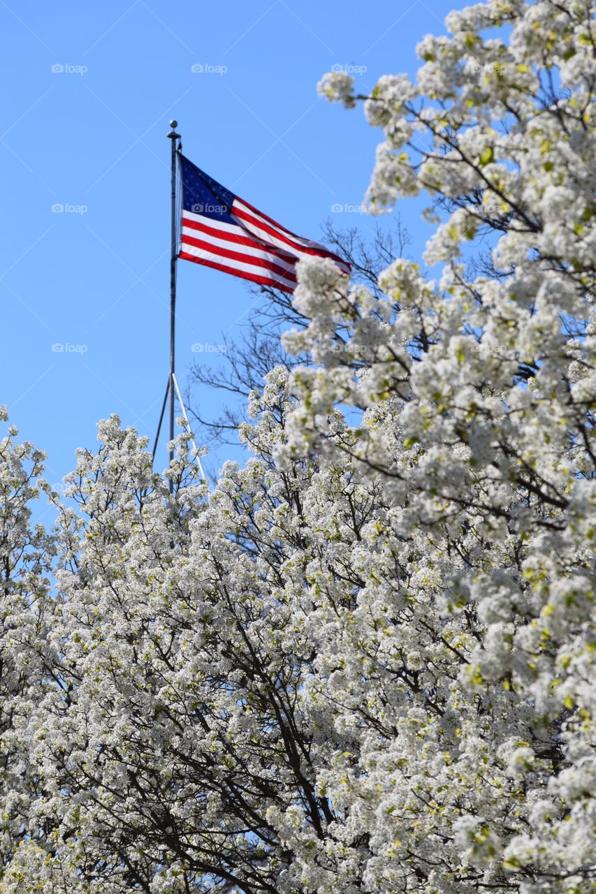 American flag with trees branch