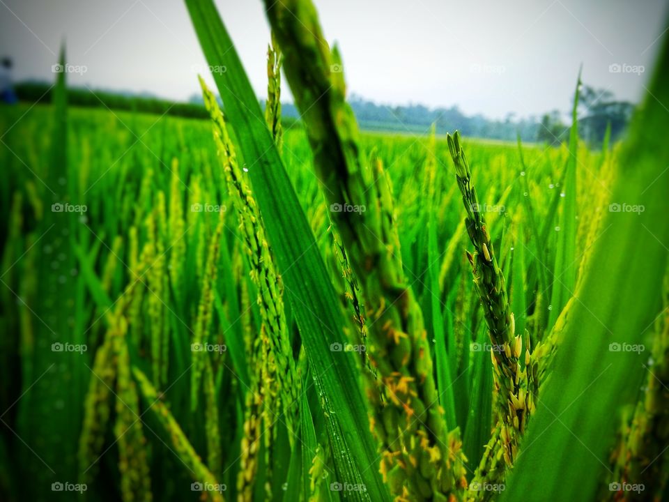 paddy fields