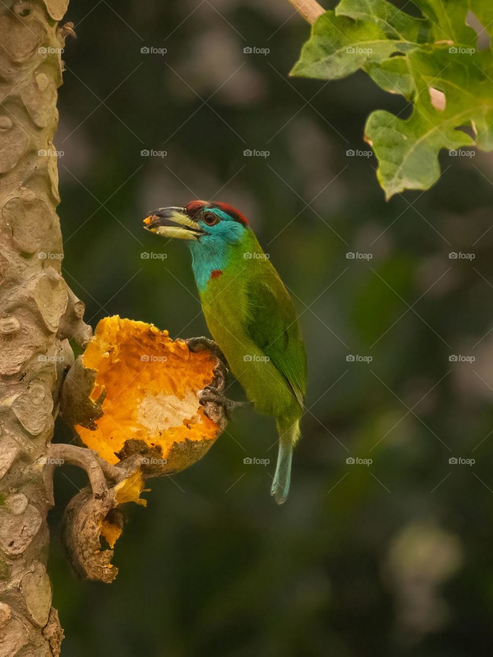 Blue-throated barbet enjoying food