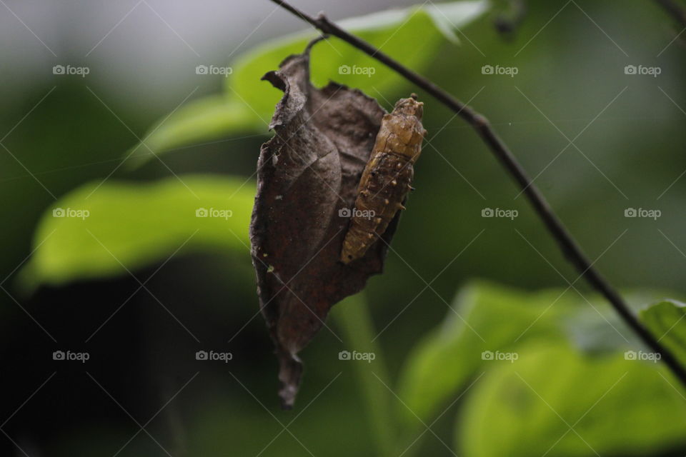 cocoon