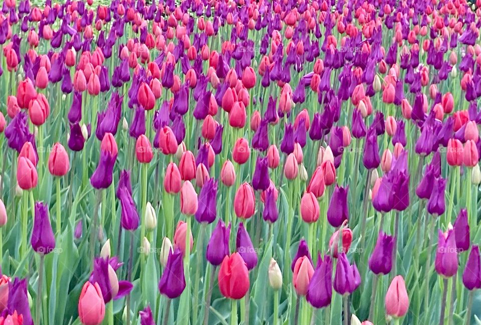 Purple, pink and red tulips at the Canadian Tulip Festival.