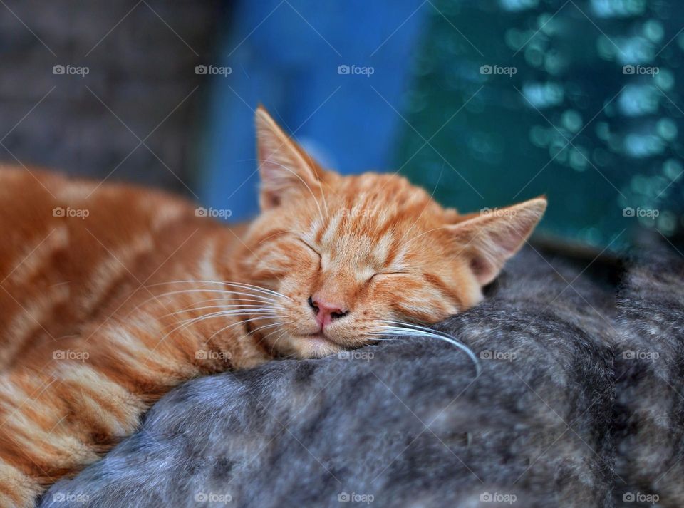 Close-up view of an orange furry cat sleeping