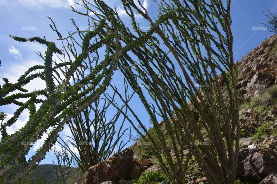 Anza-Borrego desert plants