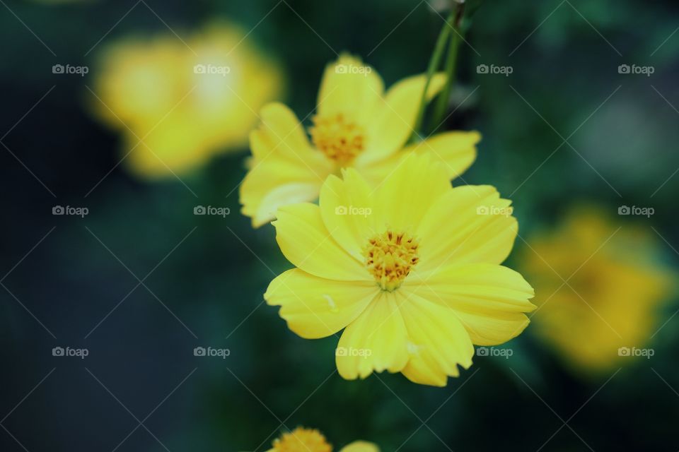 Yellow flowers