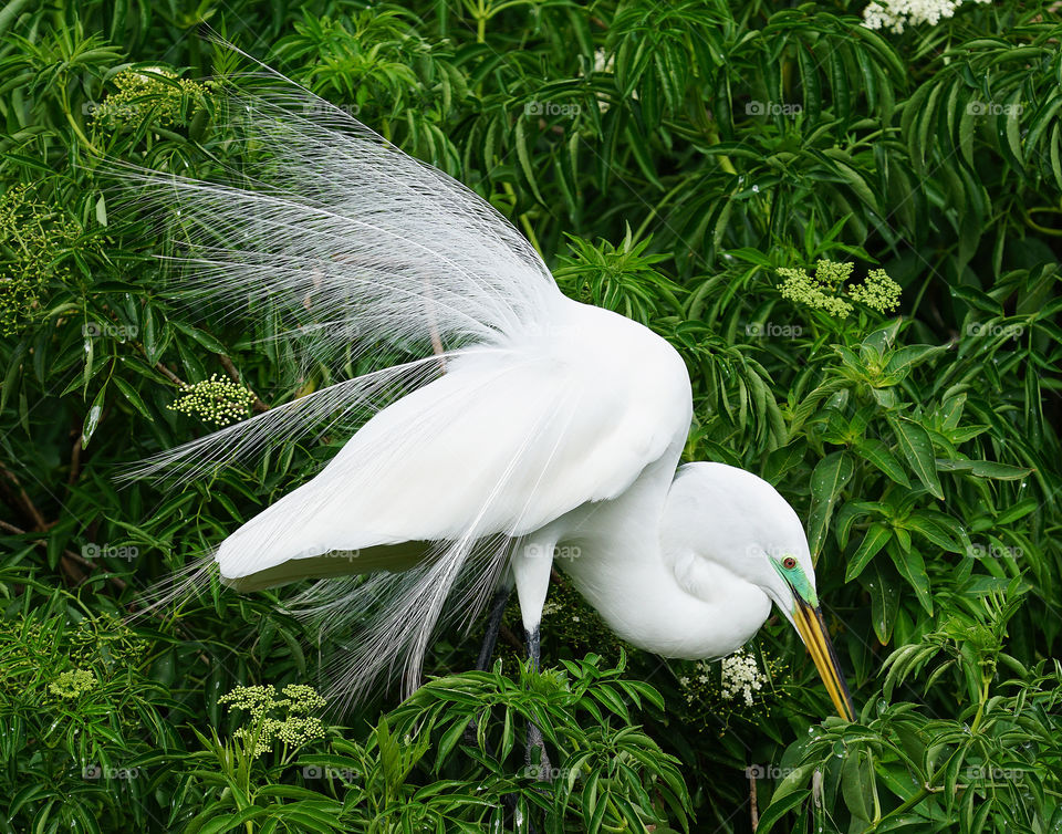 Snowy Egret