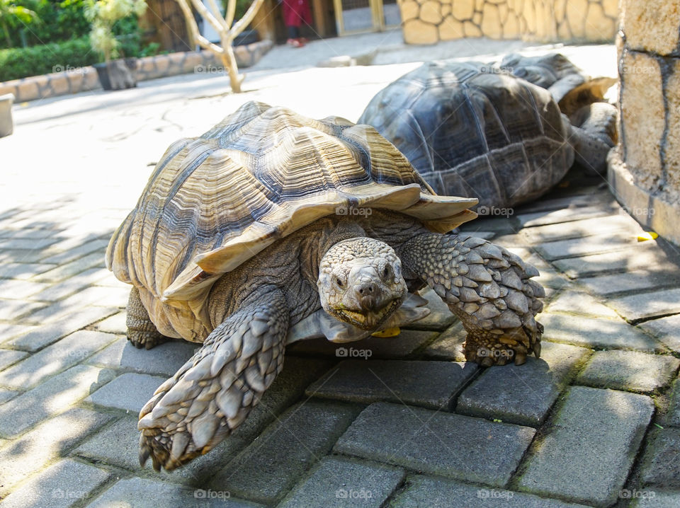 african spurred tortoise