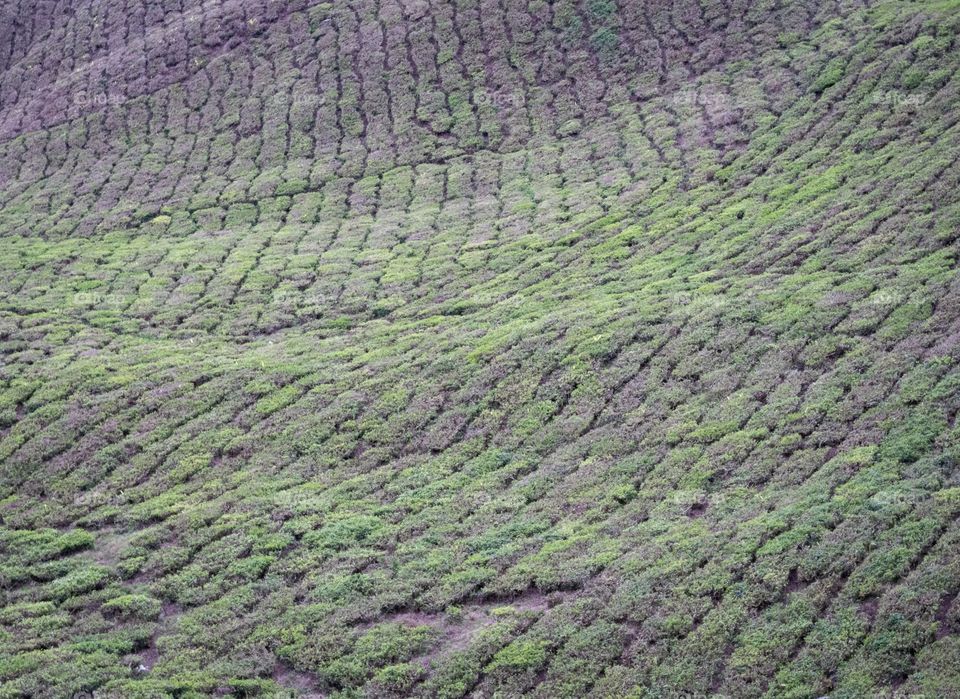 Beautiful background texture of tea plantation