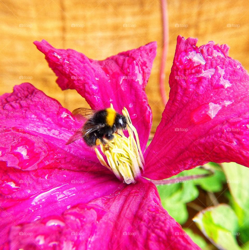 Bumblebee on pink flower with rain drops