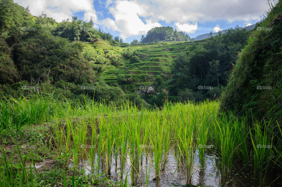 A close up of the rice crops up in the terraces of Ifugao, Philippines. 