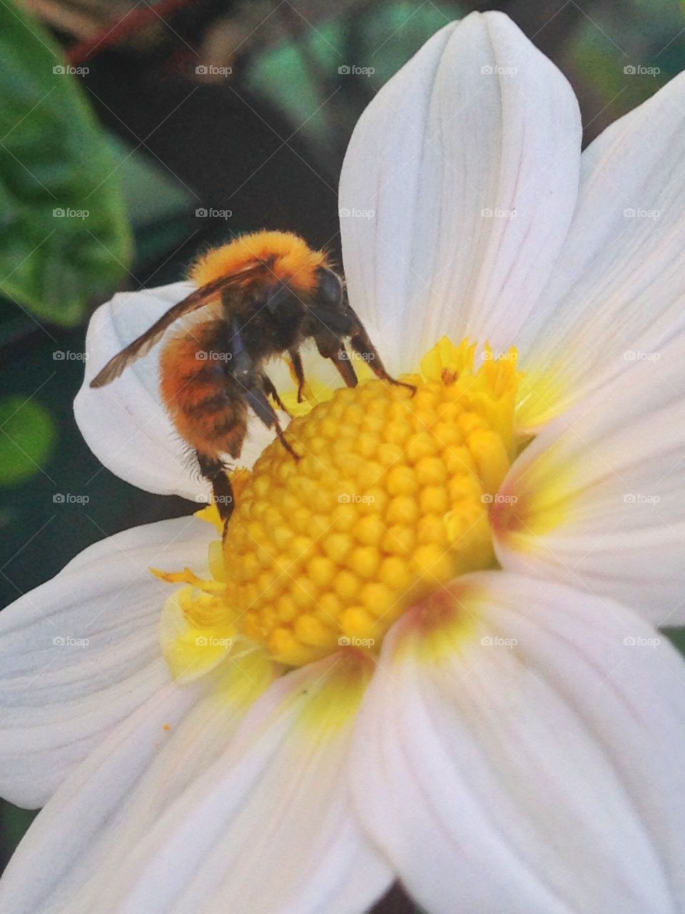 A favulou bee is sucking nectar from the flower