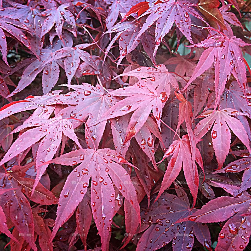 Acer tree after rain 