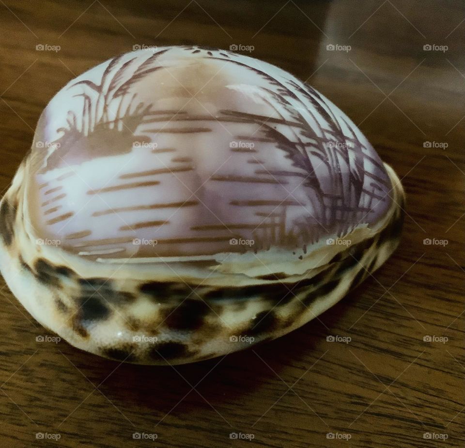 Painted shell