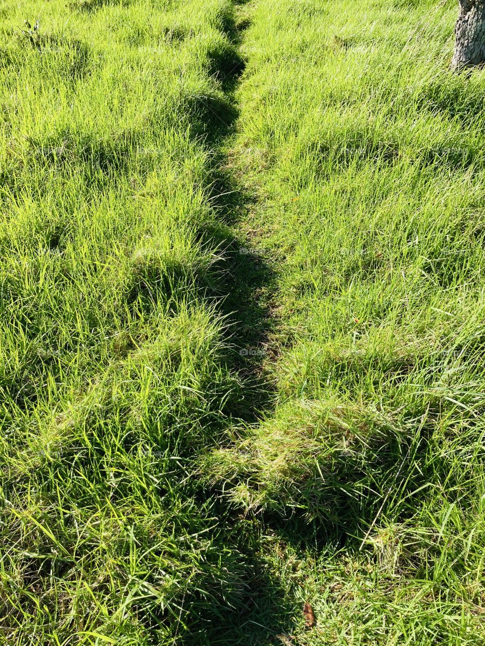 Track Through The Green
