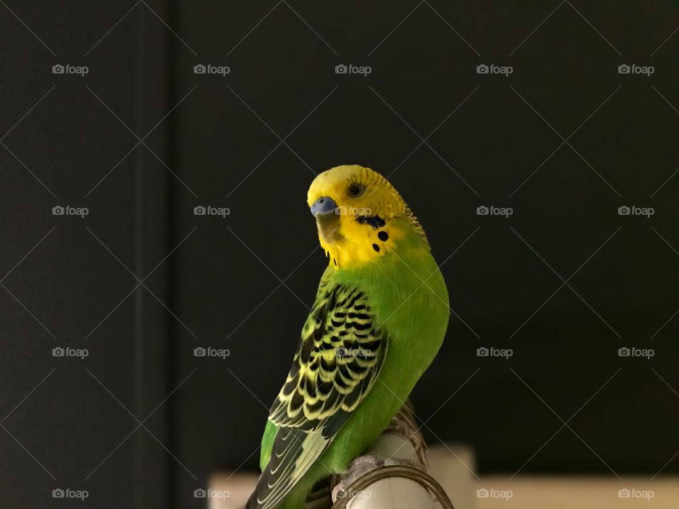 Parakeet