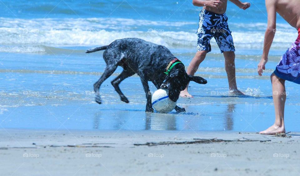 family time at the beach with family pet