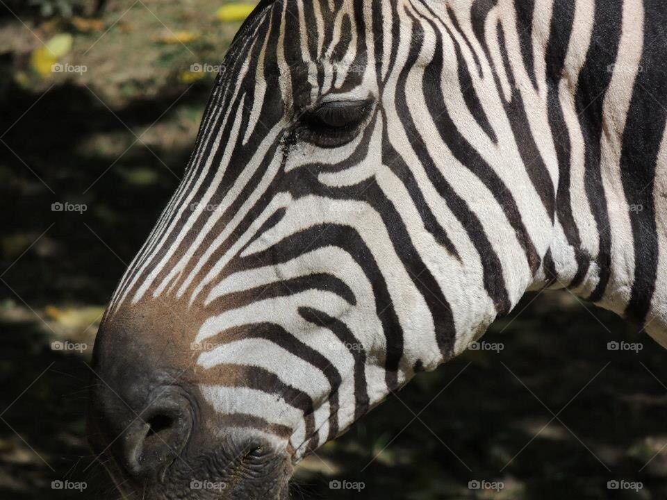 Zebra face