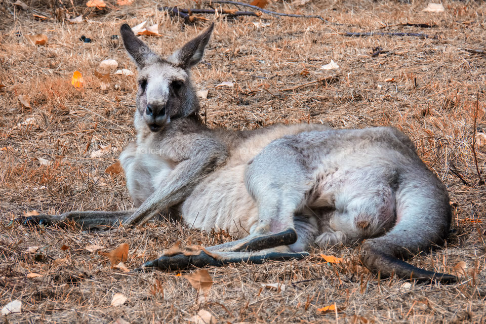 Grey Kangaroo