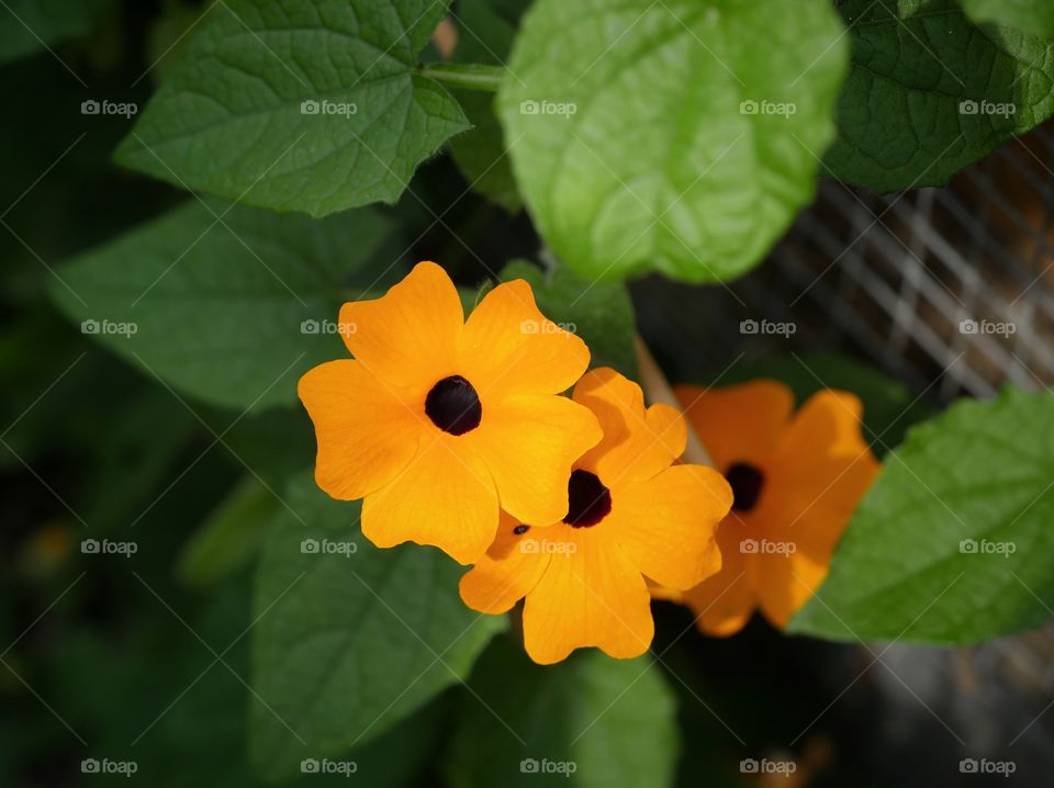 Black-eyed Susan vine