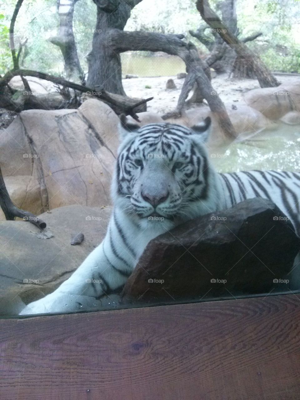 white tiger
