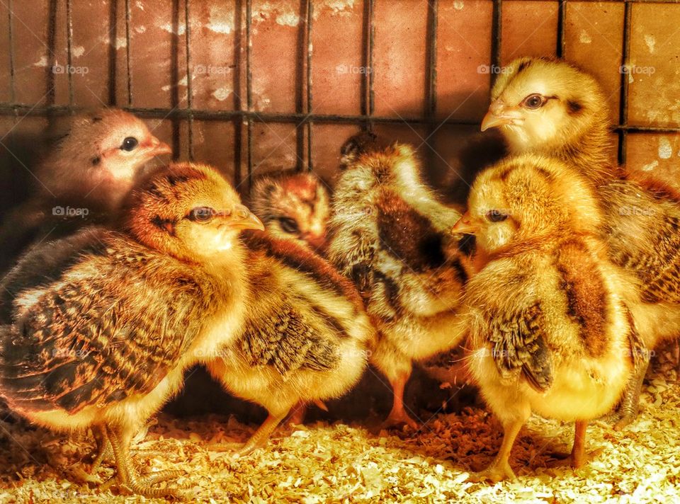 Baby Chicks In An Incubator. Newly Hatched Chickens
