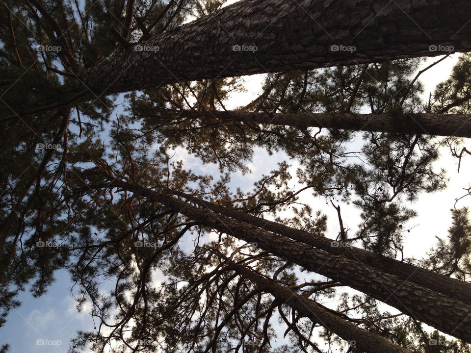 sky tree trees forest by leanderthal