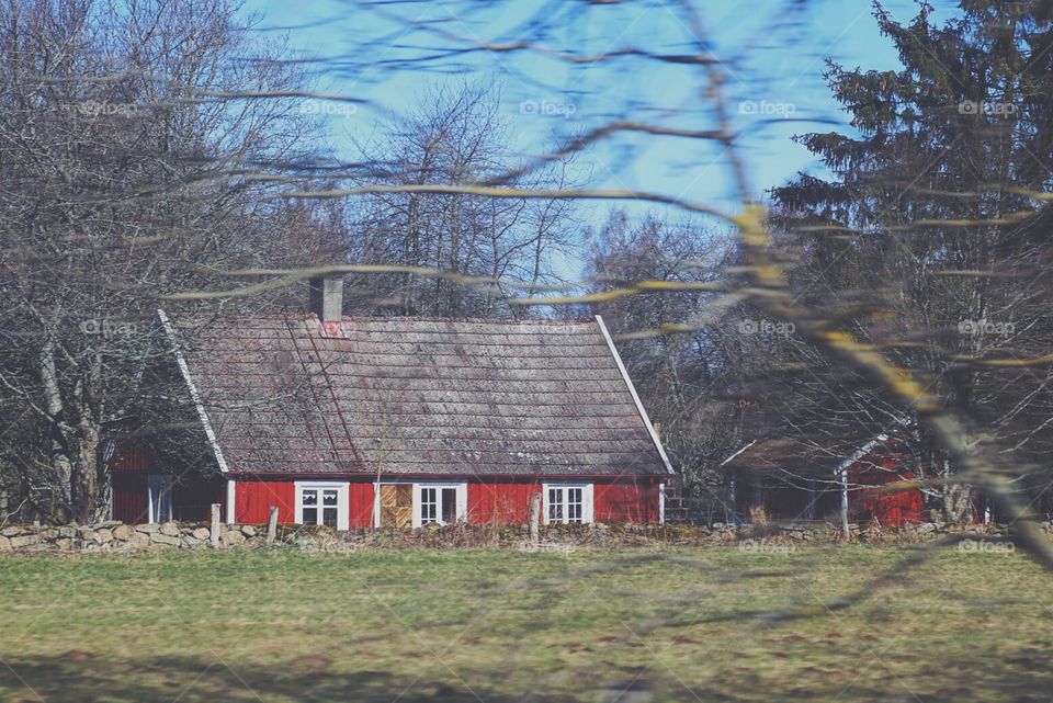 Living in the swedish forest