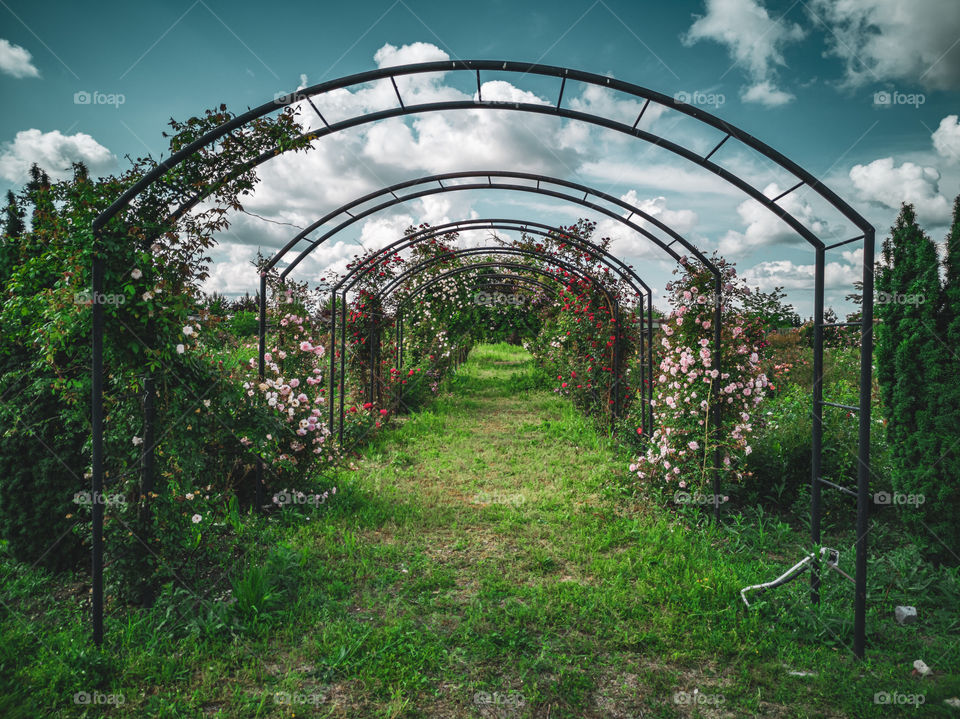 Beutiful patterns in the Garden