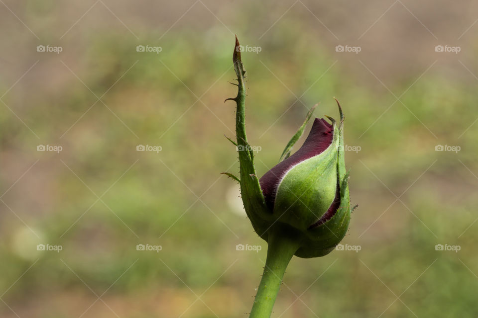 rose bud