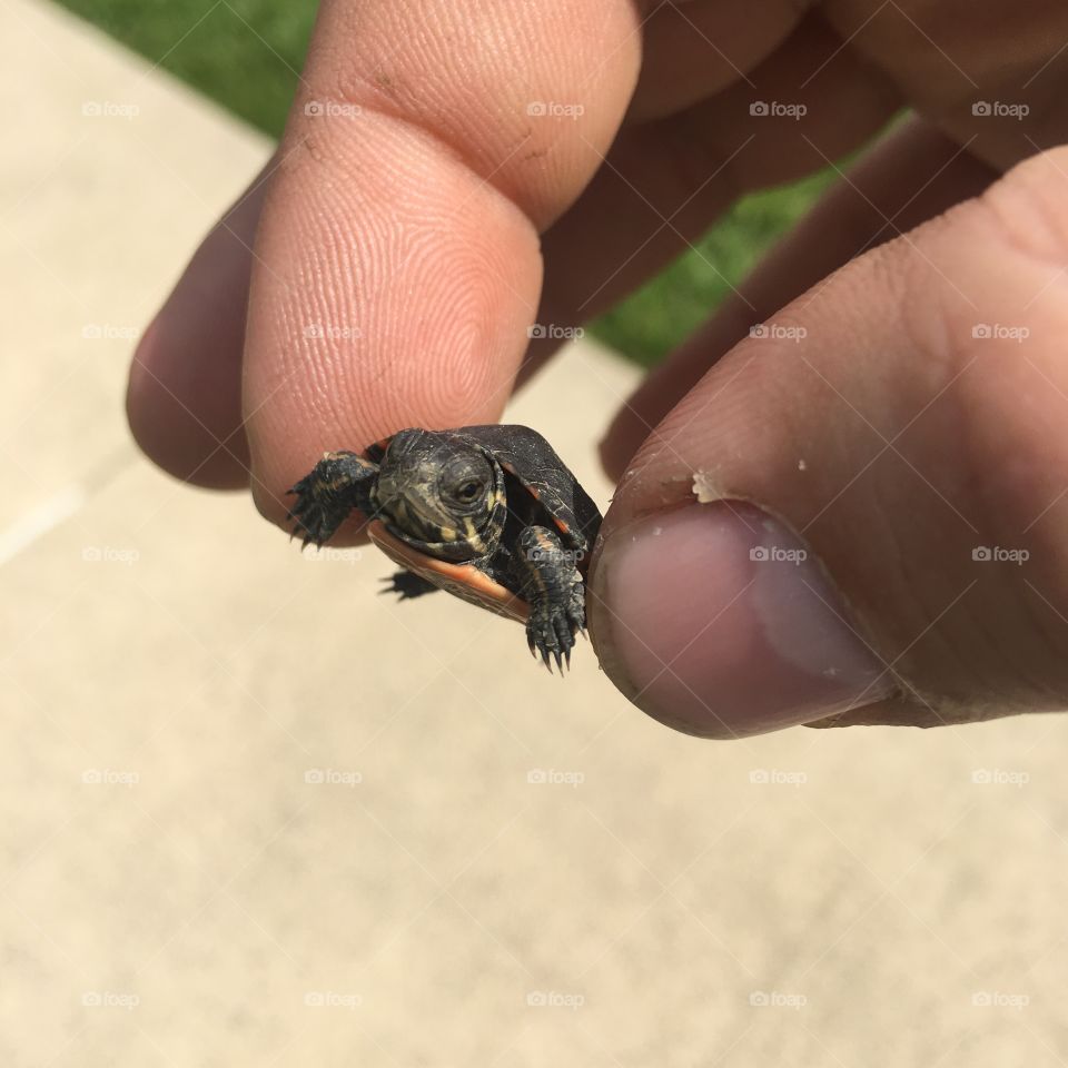 Baby turtle 🐢 found in South Pointe, PA (Canonsburg) 
