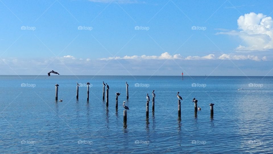 pelican poles