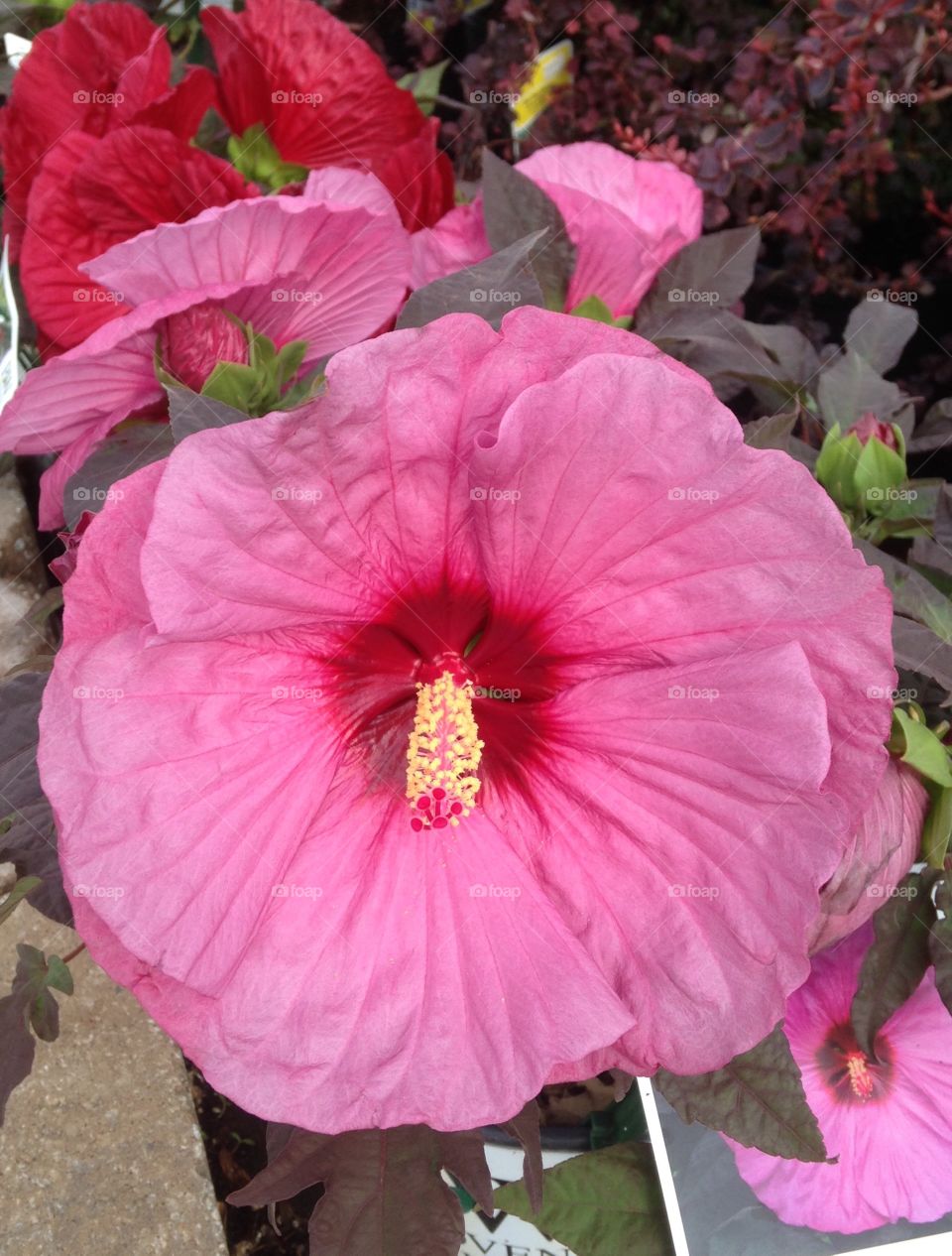 View from above of a large pink flower.