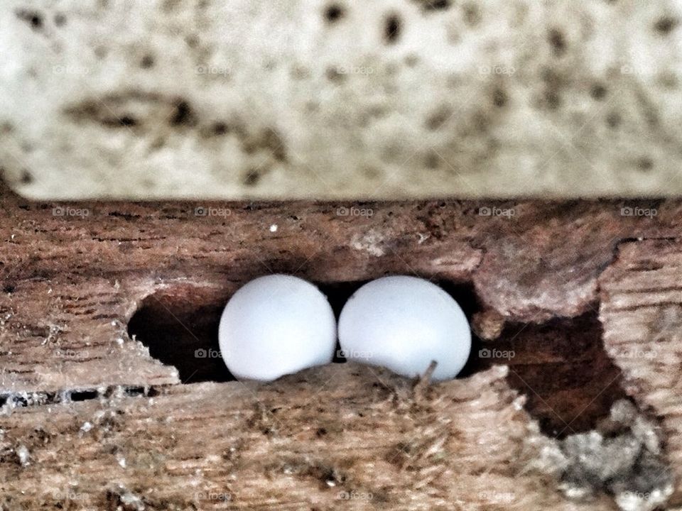 Lizard's eggs