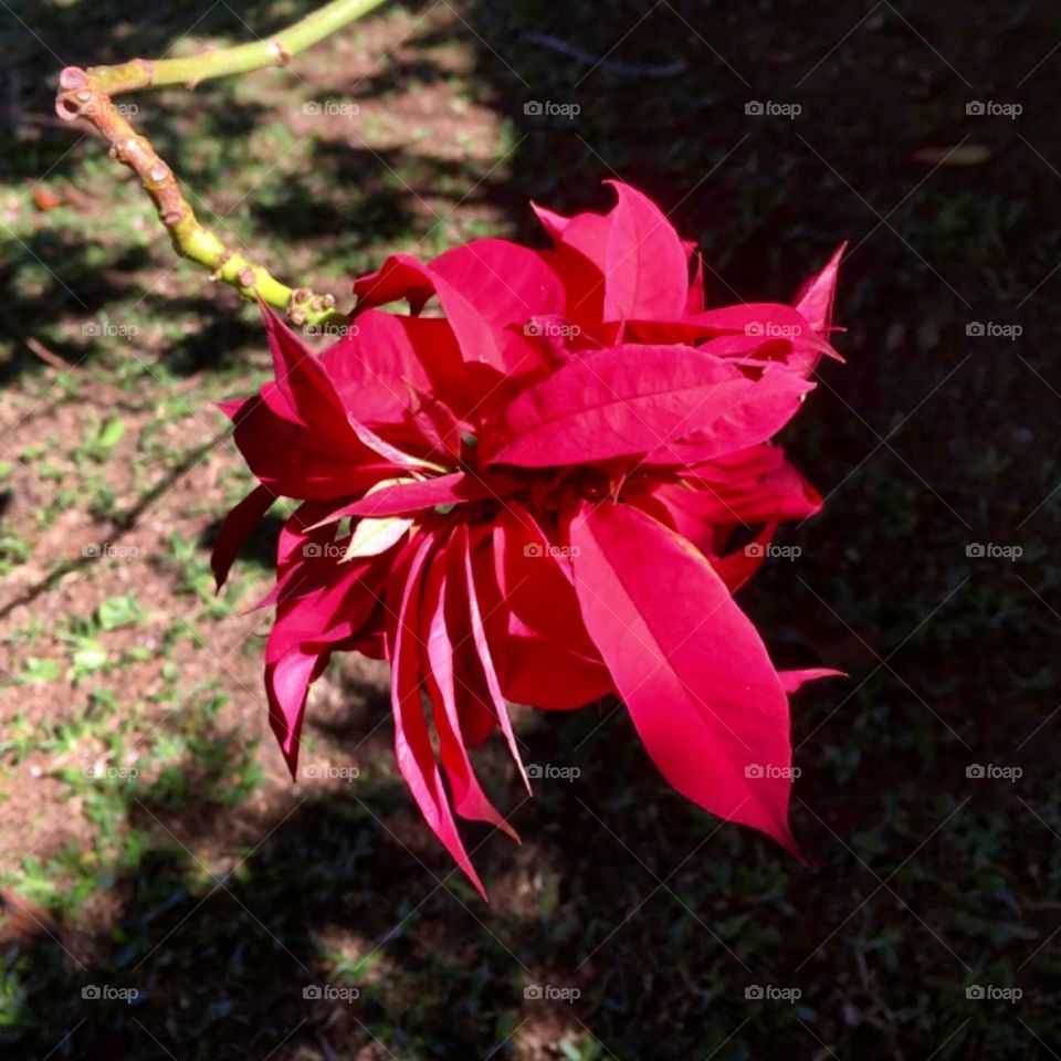 🌹 🇺🇸 Very beautiful flowers to brighten our day.  Live nature and its beauty. Did you like the delicate petals? / 🇧🇷 Flores muito bonitas para alegrar nosso dia. Viva a natureza e sua beleza. Gostaram das pétalas delicadas? 