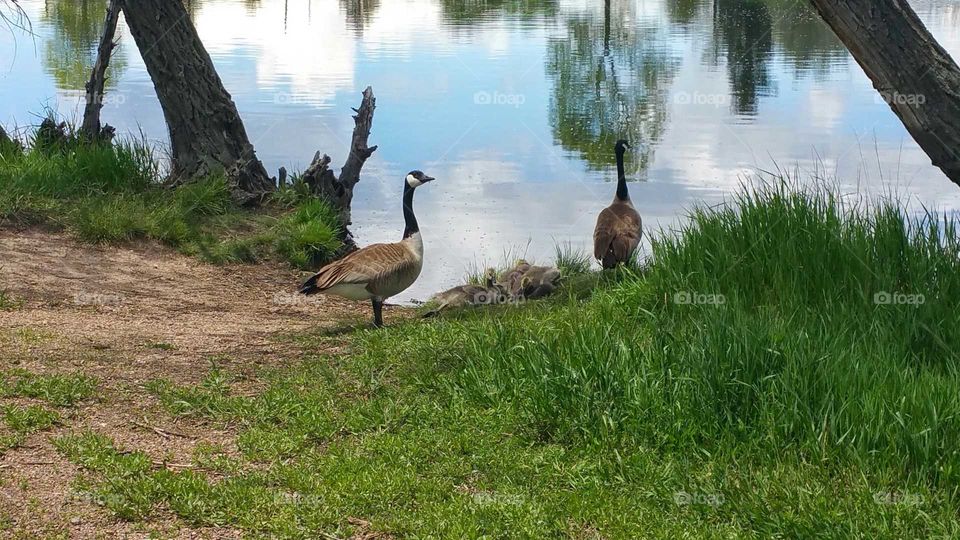 Geese by the lake