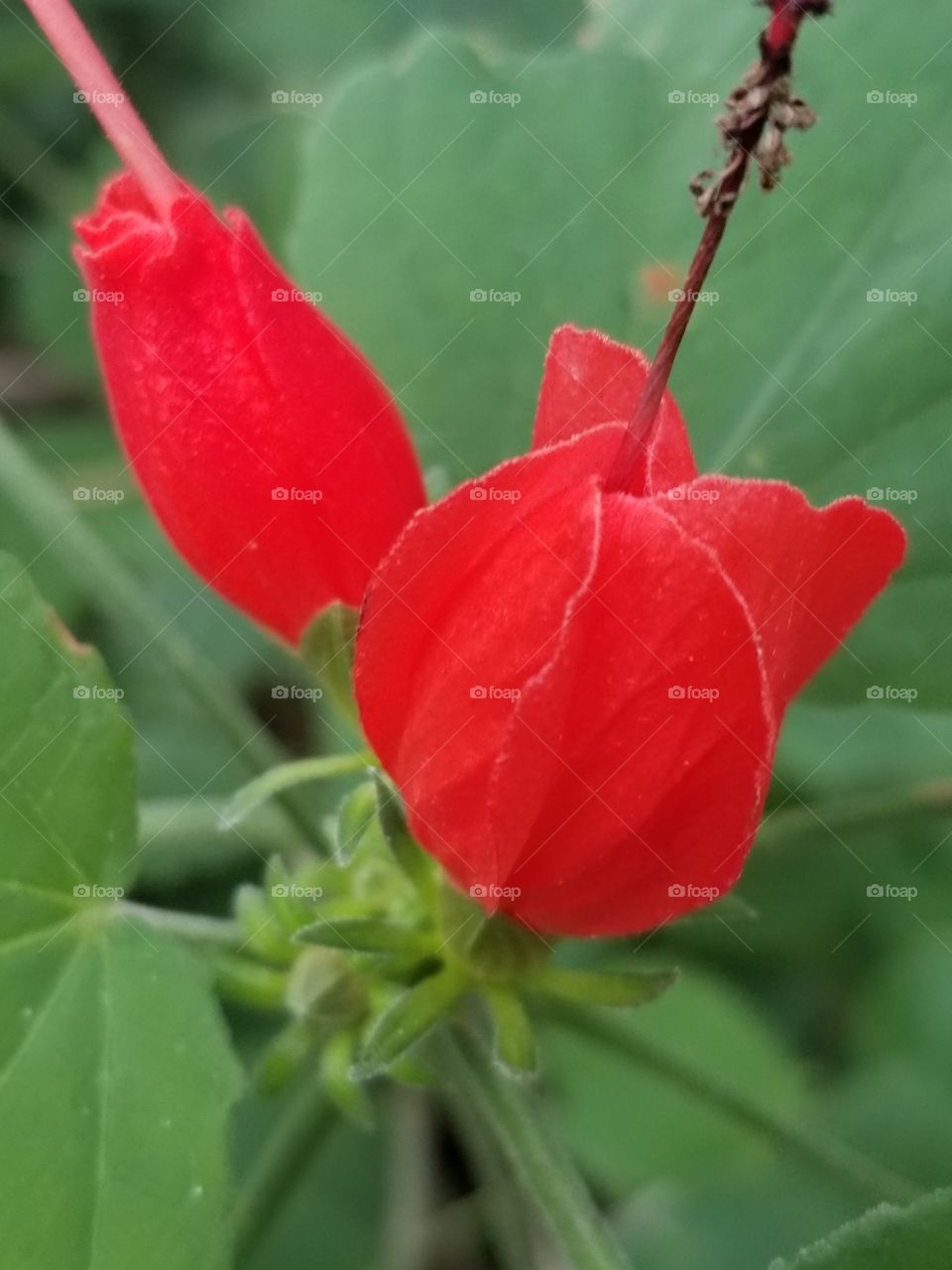 Red flowers