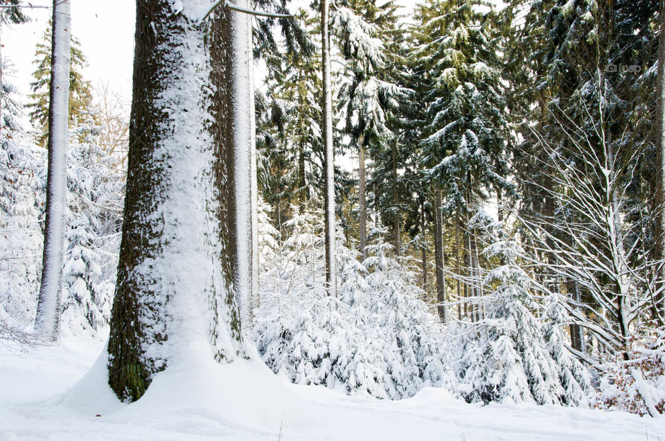 Forest in winter snow