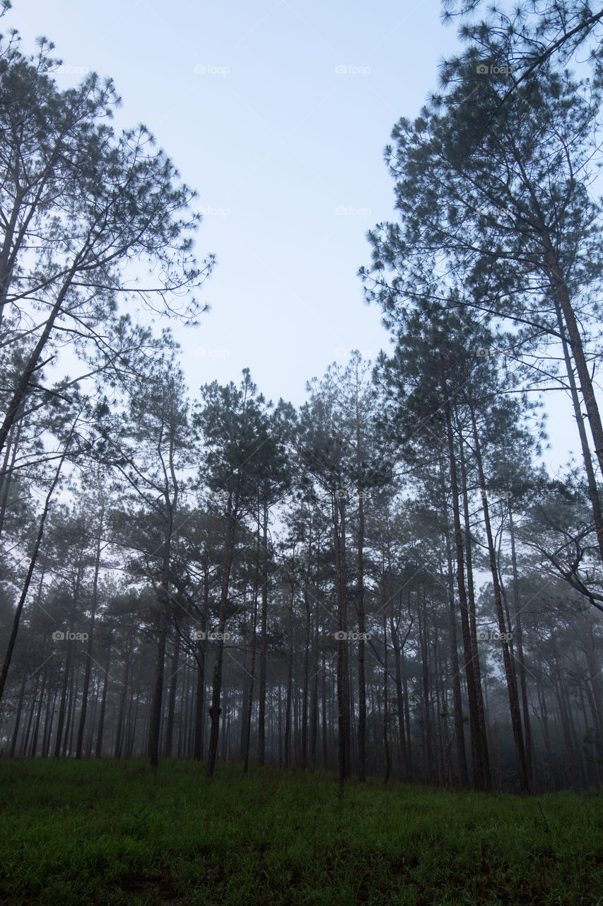 Tall conifer trees in the forest 