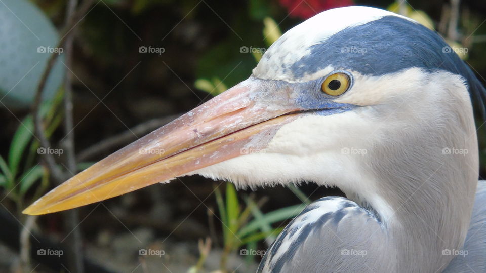 Closeup face of Great Blue Heron white blue head yellow eyes orange beak curled neck