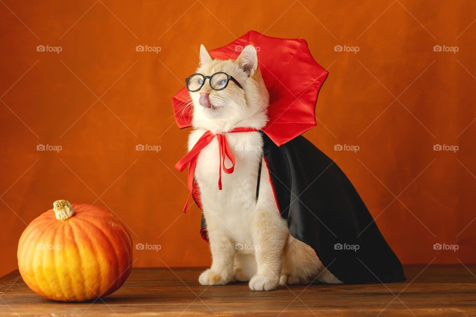 A big cat with glasses and a vampire costume for Halloween