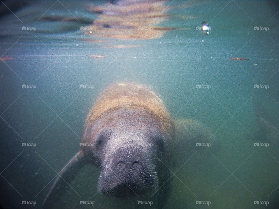 Manatee 