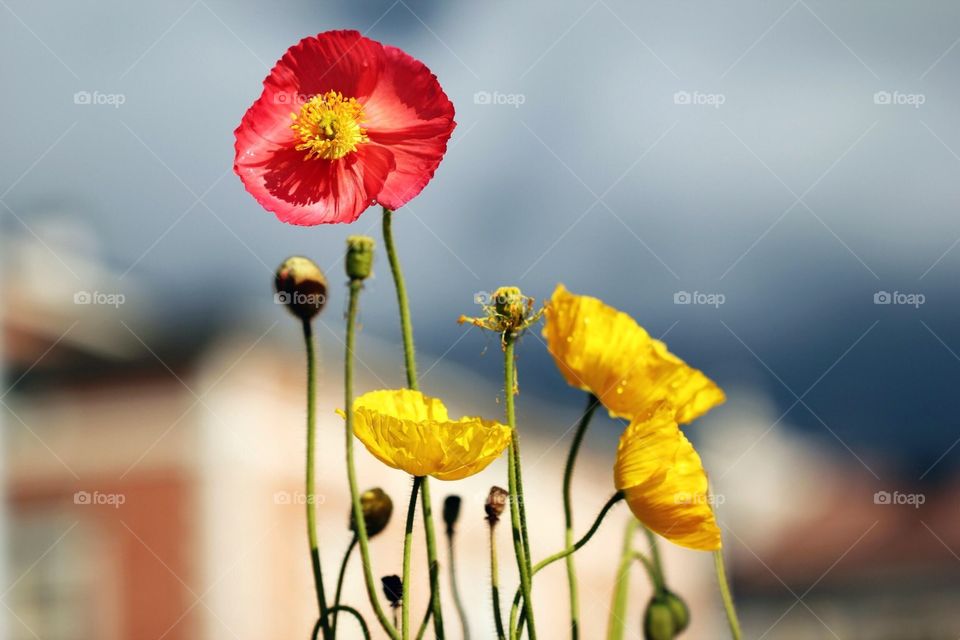 macro shot of flowers 