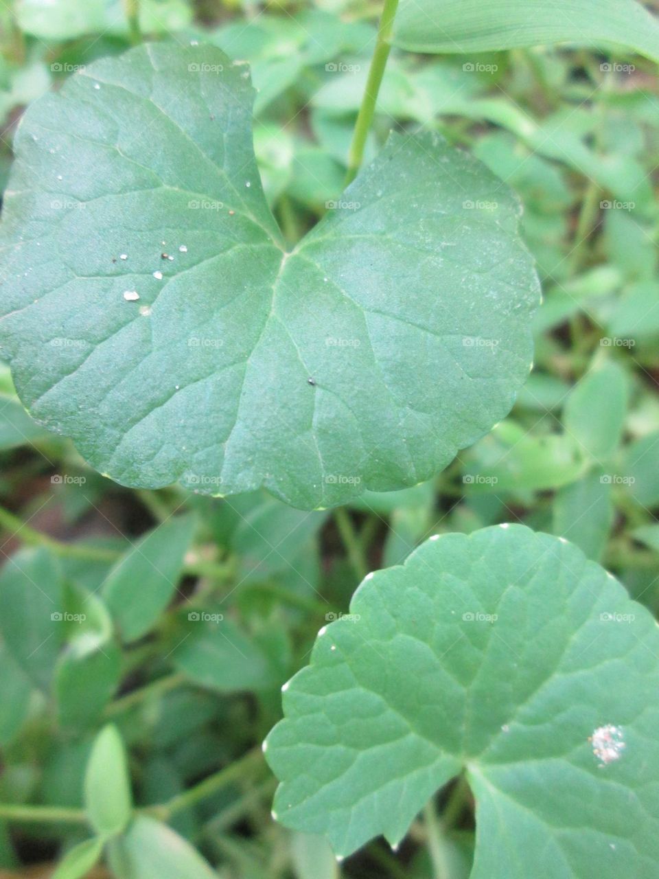 A cabbage plant