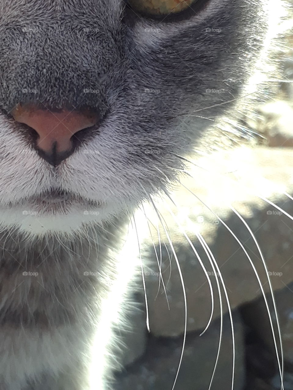 Senior Gray Tabby Cat Nose & Mouth