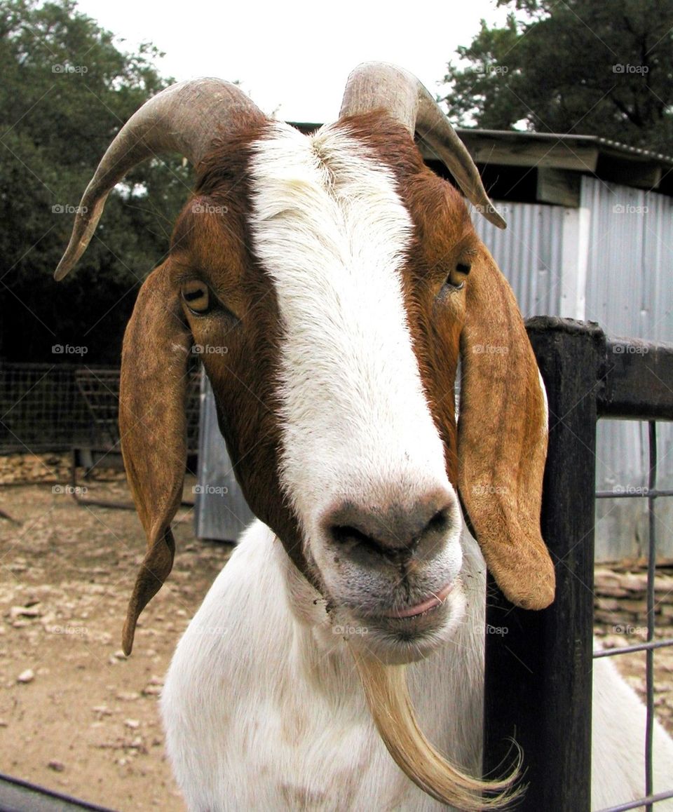 Goat face