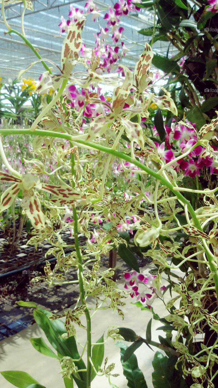 new orkids. orkids in thailand
