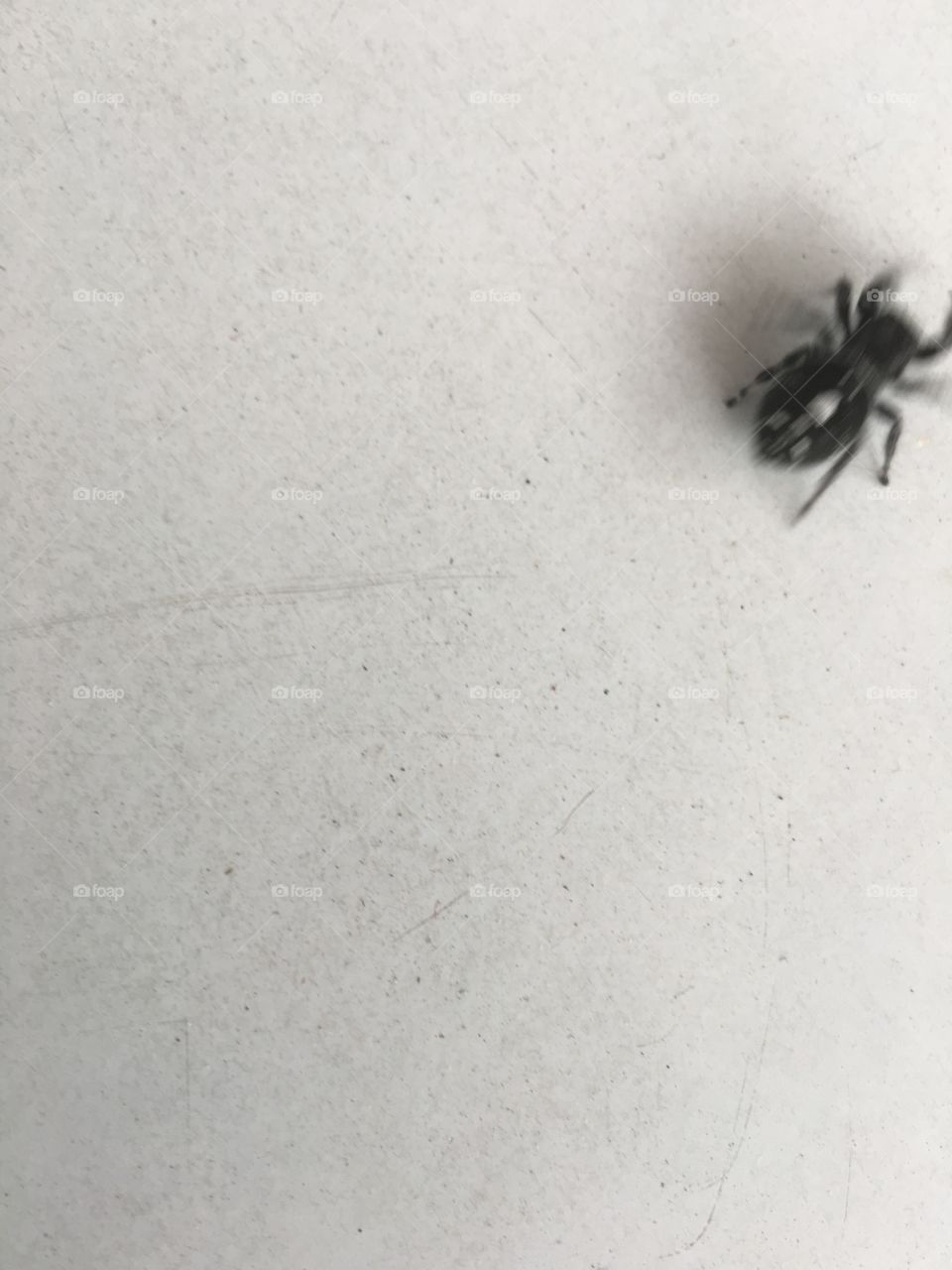 Creepy Crawley black and white spider