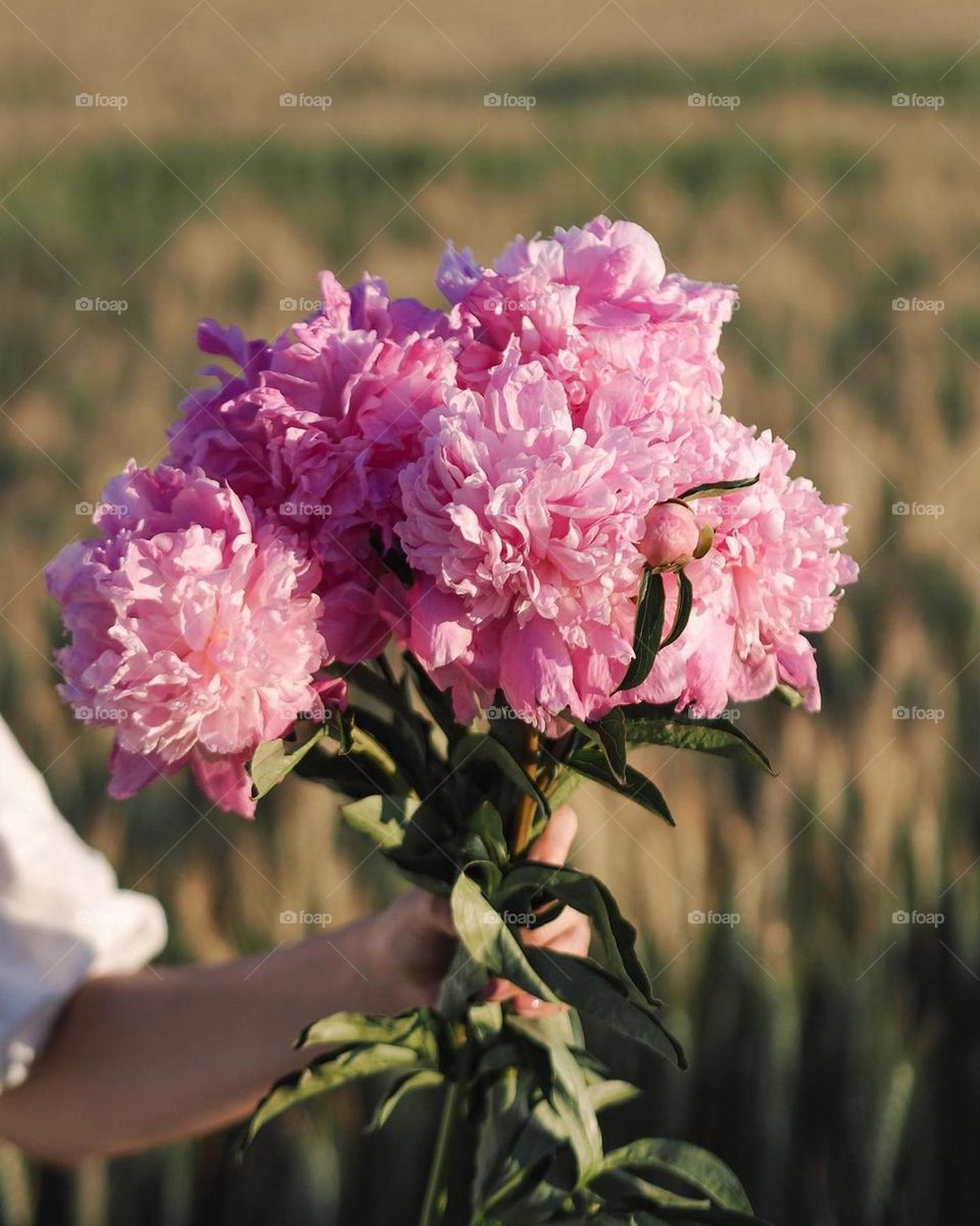 sunny day, pink flowers, warm sun, nice color